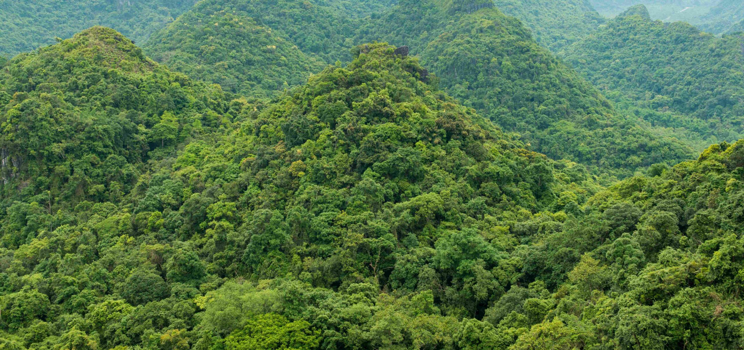 Business Partnership Platform – Viet Nam Carbon Markets